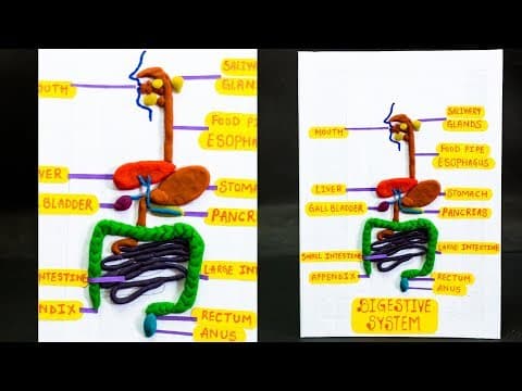 School Science Projects | Digestive System Model