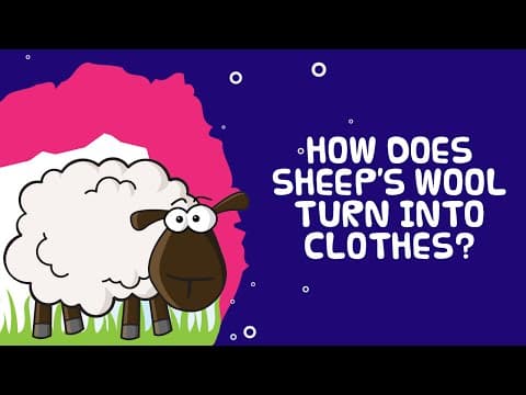 Cool Facts about sheep | How are Clothes Made Out Of Sheeps Wool