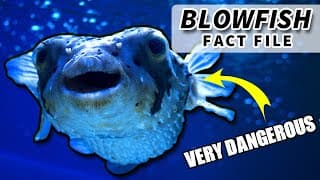 Pufferfish Facts| facts about the BLOWFISH