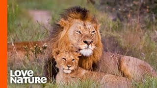 Baby Lions Meet Dad For The First Time