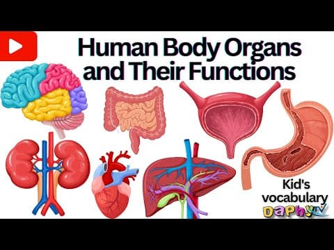 Internal Organs of Human body | Parts of The Body | Internal Organs | Body Organs in English