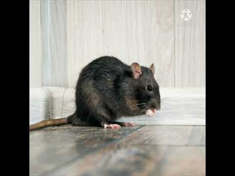 Amazing telugu facts - telugu unknown facts - 12