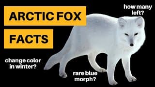 11 Arctic Fox Facts