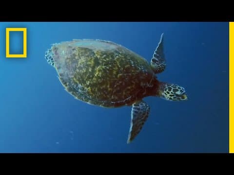 Sea Turtles 101 | National Geographic - YouTube