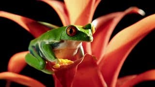 Red-Eyed Tree Frog in Slow Motion | Slow Motion Wild Animals