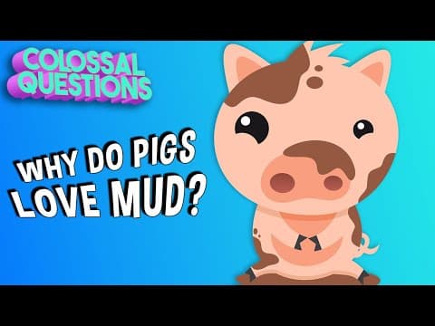 Why Do Pigs Like Mud? | COLOSSAL QUESTIONS