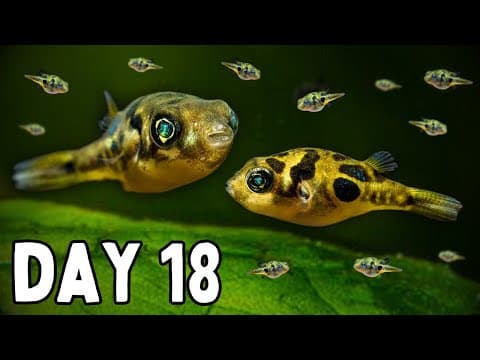 The beautiful comical Willow Ptarmigan