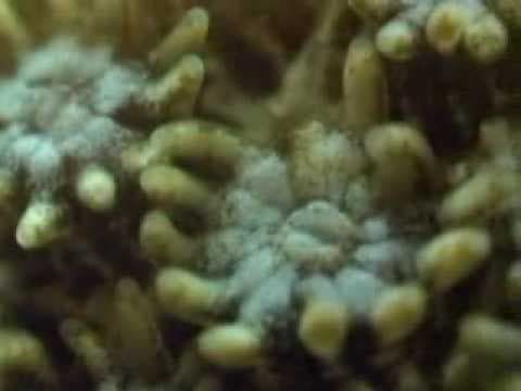 Coral Reef Ecosystem