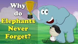 Why do Elephants Never Forget? + more videos | aumsum kids education