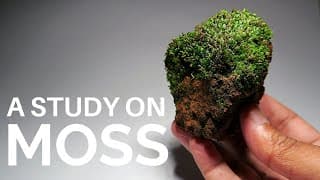 A brief study on some common terrestrial moss species