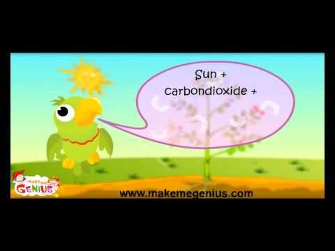 Photosynthesis Process in Plants - Lesson for Kids in Hindi