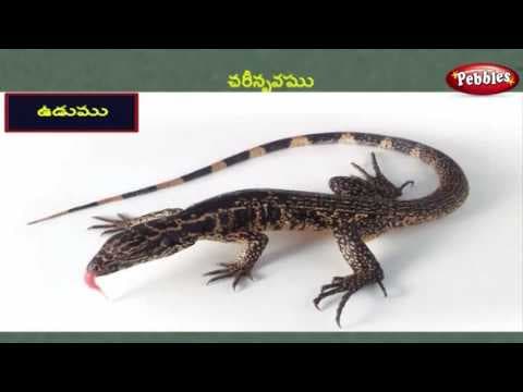 Reptiles learning video
