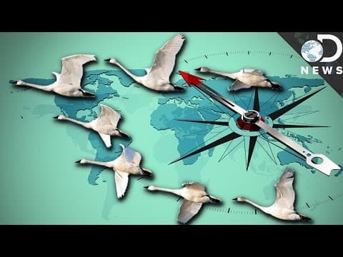 How Do Animals Find Their Way Home Without GPS?