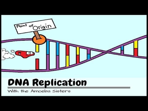 (OLD VIDEO) DNA Replication: The Cell's Extreme Team Sport - YouTube