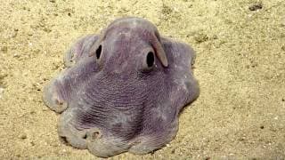 Dumbo Octopus in Action Nautilus Live