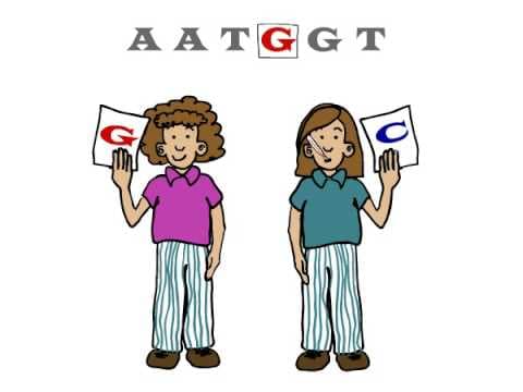 Genetics : What are SNPs?