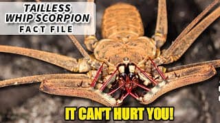 Tailless Whip Scorpion Facts | the BUG from HARRY POTTER