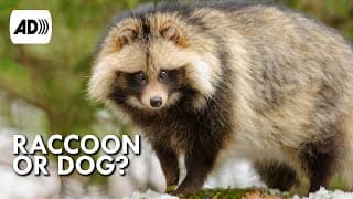 Tanuki | Described Video