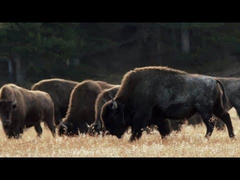 The Bison of Yellowstone, six peaceful minutes in the Great Plains