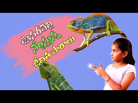 Life lessons from chameleon life in telugu ఊసరవెల్లి నేర్పిస్తున్న జీవిత పాఠాలు