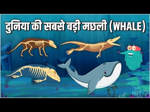 एवोलुशन ऑफ़ व्हेल | दुनिया की सबसे बड़ी मछली | Evolution Of Whale In Hindi | Dr.Binocs Show