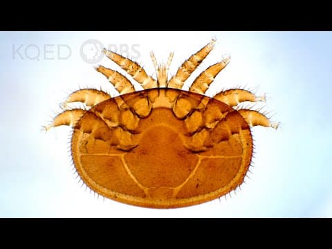Varroa Mites Are a Honeybee's 8-Legged Nightmare | Deep Look