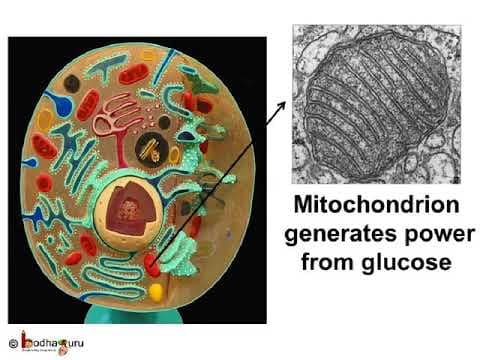 कोशिका – Cell – Organelles and their function – in Hindi