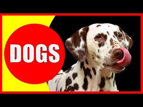 Dogs for Kids - Facts and Information about Dogs for Children