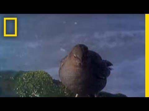 Underwater Diving Bird