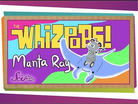 Whizpops! Manta Ray Music Video - YouTube