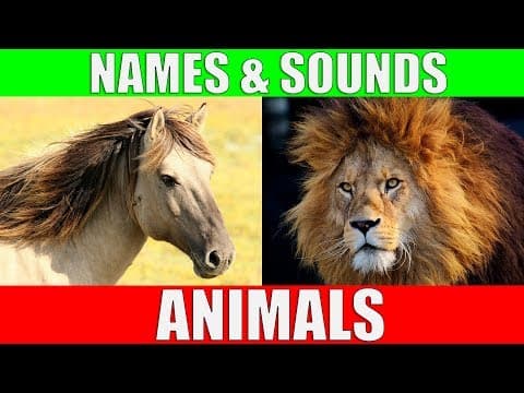 ANIMAL NAMES AND SOUNDS for Kids Video Compilation