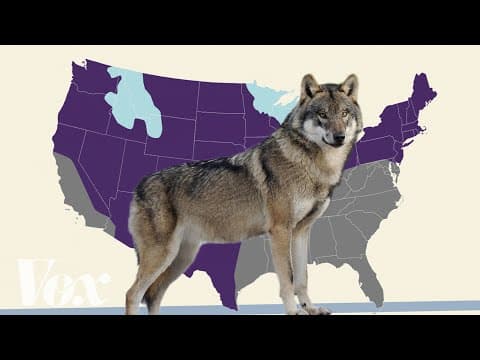 Is the gray wolf actually endangered?