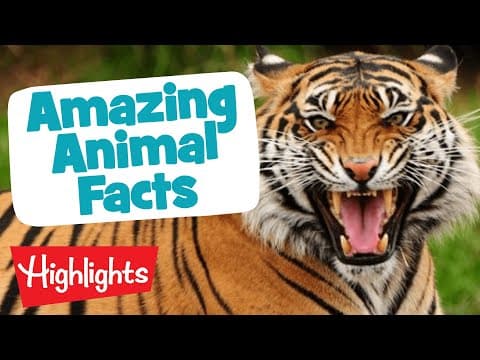 MORE AMAZING ANIMALS | Laugh, Learn and Play | 2020 Compilation