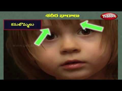 Parts of the body learning video