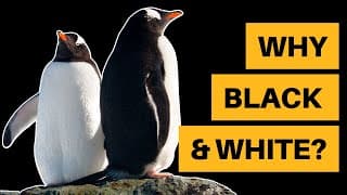 Here's Why Penguins Are Black and White