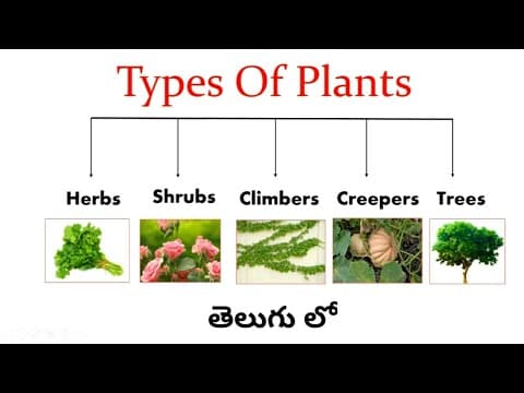 Types of plants - types of plants for kids - plants around us - different types of plants