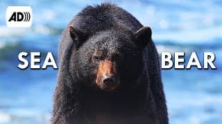 Coastal Black Bear |Described Video