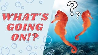 Seahorses Are Completely Different From What We Thought