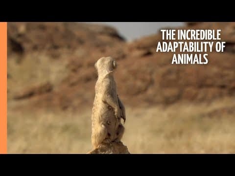 Masters of the wild-the incredible adaptability of animals