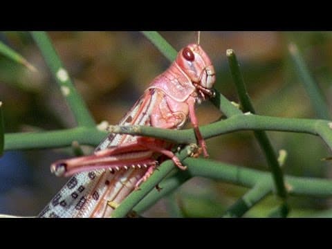 Swarm Of Locusts DEVOUR Everything In Their Path - Planet Earth - BBC Earth