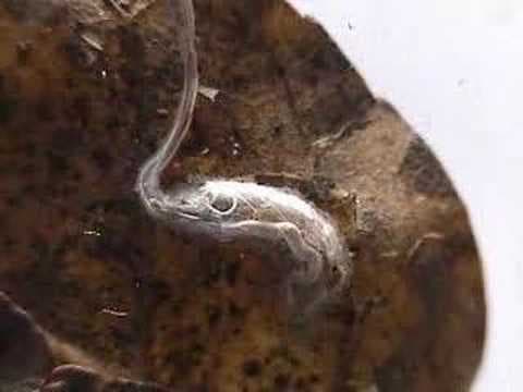 Forest Wetlands - YouTube