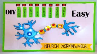 neuron working model science project for science exhibition - simple and easy - diy