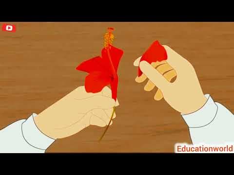 Flower !! 🌺🌺🌺 !! Classification of flowers !! Science study !! Structure of flowers !! Science !!