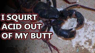 Vinegaroon facts| they're not scorpions or spiders