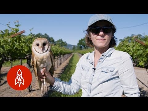Barn Owls: The Secret Saviors of Napa Valley's Vineyards - YouTube