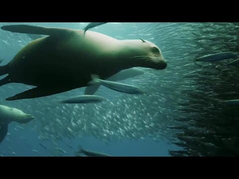 Sardine Feeding Frenzy with Sharks, Penguins and More - The Hunt - BBC Earth