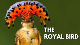 Royal Flycatcher | The Exotic Royal Bird