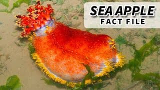 Sea Apple Facts | FRUIT of the SEA