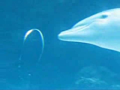 Dolphins blowing bubble rings