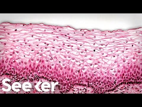 Why Do Scientists Keep Finding New Organs?